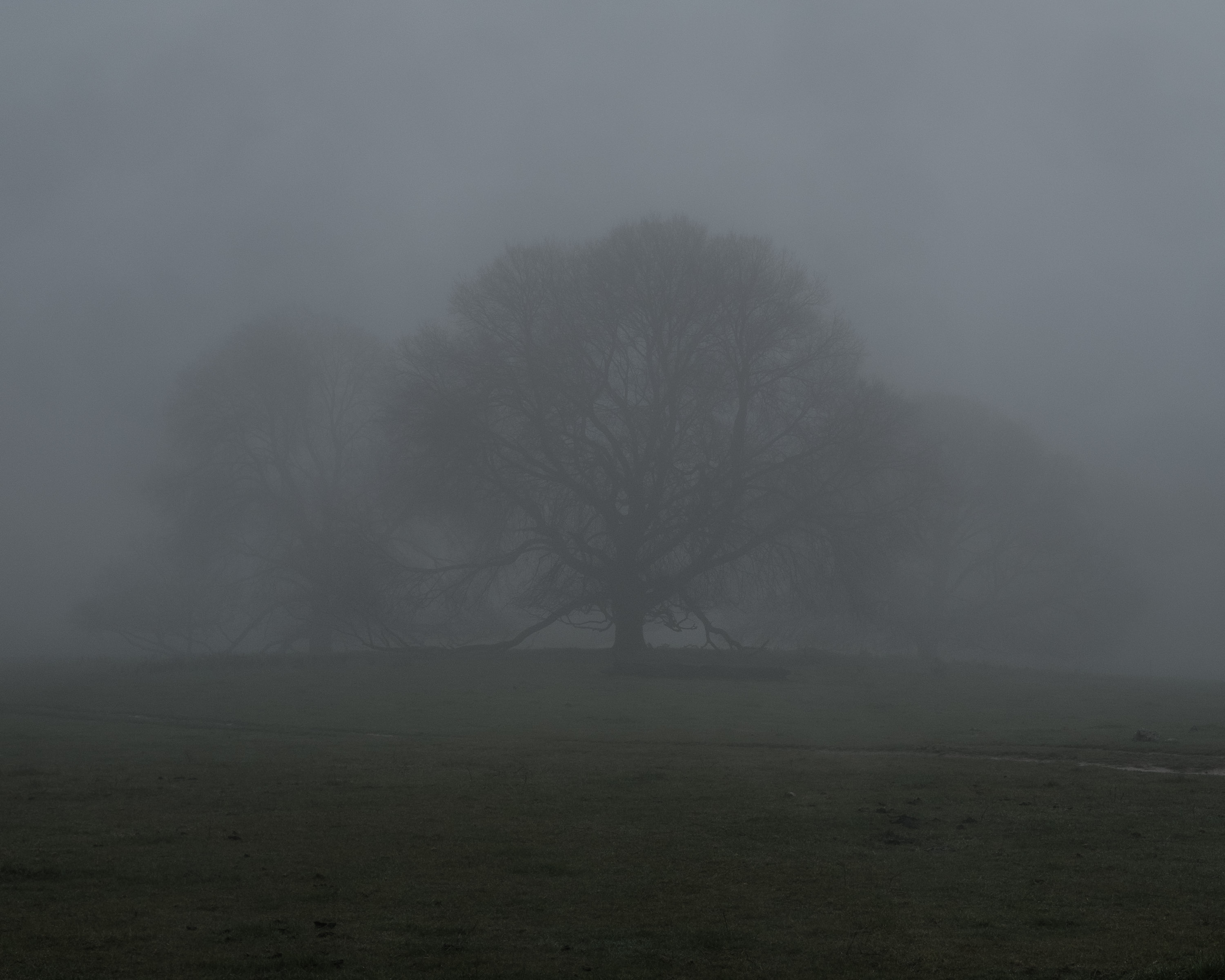 Batlow Fog